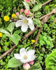 apple tree blossom