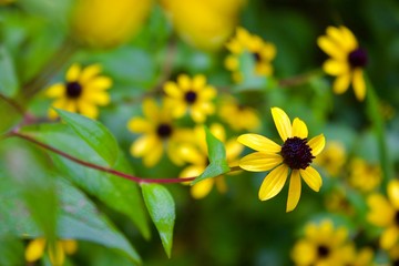 Yellow Petals 