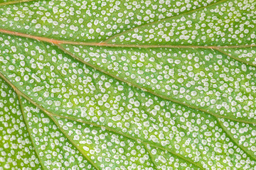 Vascular Leaf Tissue (Begonia 'Argenteo guttata' )