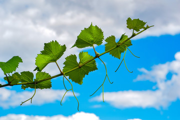 grape leaves against blue sky