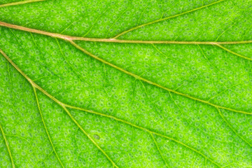 Fototapeta na wymiar Vascular Leaf Tissue (Begonia 'Argenteo guttata' )