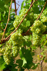 bunch of green grapes In blue sky background 