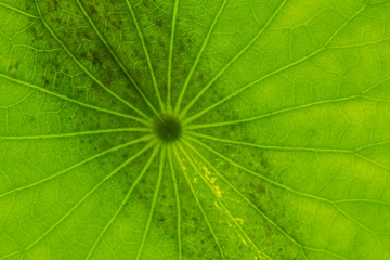Leaf of a Lotus Plant (Nymphaea nucifera)