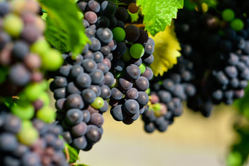 grapes on vine