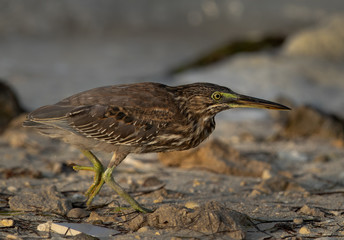 Slow and gentle move of Striated Heron at Busaiteen coast of Bahrain
