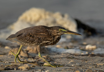 Striated Heron at Busaiteen coast of Bahrain