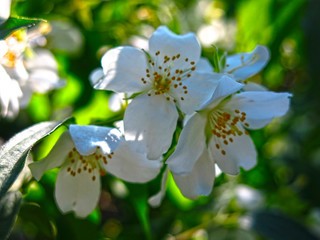 fragrant delicate Jasmine blooms in the garden in summer with white flowers