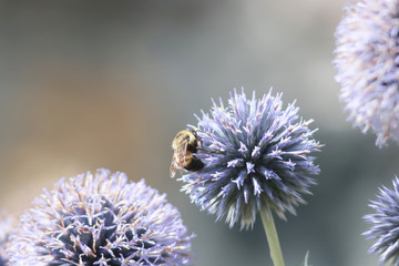 Bee on a Globe thistle flowers also known as  spiky echinops in blue and green.
