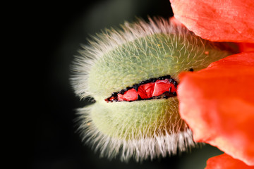 Close up shot of blue flower pollen details
