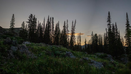 line of pine trees at sunset