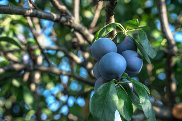 Plum on a tree branch in the garden, close-up. Juicy, ripe plums ripen on a tree branch in the sun....