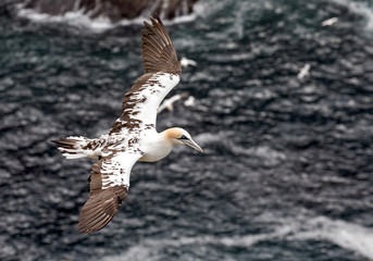 A beautiful gannet cruises gracefully close to the Arctic circle.