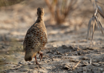 Grey francolin facing opposite side at Khamis, Bahrain