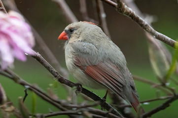 Raindrops on a female cardinal