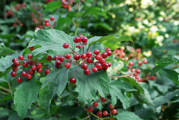 Burgundy berries of Viburnum vulgaris on a background of green foliage.