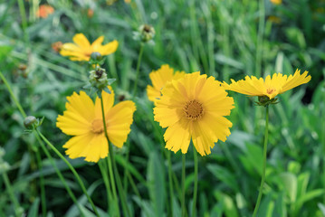 Obraz premium Yellow flowers Coreopsis lanceolata in the summer garden.