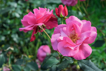 Fototapeta na wymiar Blooming pink roses on a background of green foliage.
