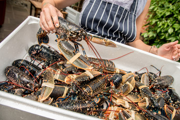 Chef holding beautiful fresh live lobster