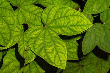 Fototapeta na wymiar Leaves of Monkey Ladder Vine (Bauhinia glabra)