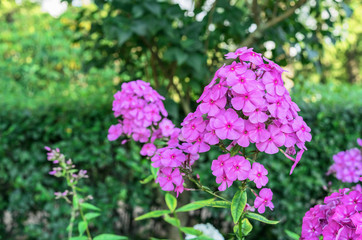 Obraz premium Purple phlox (Phlox paniculata) blooms in the summer garden.