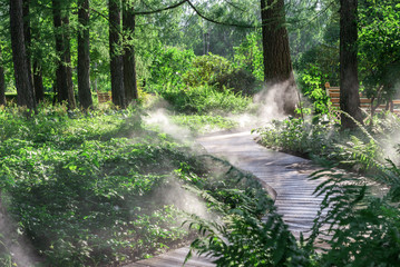 Fototapeta premium Fog in the forest. Forest wooden path is covered with a thick haze.