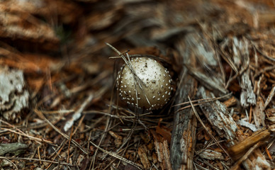 mushroom in the forest