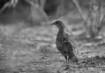 A portrait of a Grey francolin at Khamis, Bahrain