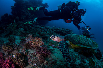 Naklejka na ściany i meble Underwater photographer following a turtle
