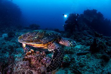 A turtle with an underwater photographer