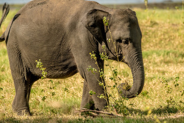 Elephant grazing feeding photo safari image