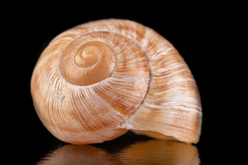 Empty vine snail shell. The shell protects the swordfish from the weather.