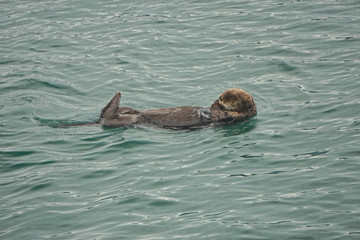 Fototapeta premium Kachemak Bay, Alaska, USA: A sea otter (Enhydra lutris), an entirely aquatic marine otter of North Pacific coasts, floating on its back.