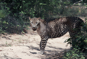 A leopard looks cautiously before crossing the sandy path.
