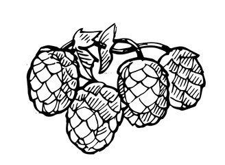 Hop cones. Outline hand drawing. Isolated vector object on white background. Branch with leaves. Plant for the production of beer.