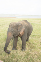 Fototapeta na wymiar Elephant safari portrait closeup 
