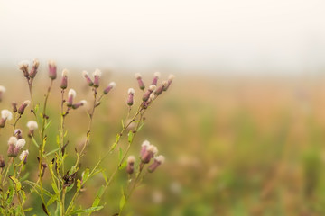 Rural landscape on a early foggy morning in the field.