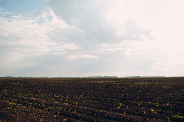Fototapeta na wymiar Soil of an agricultural field. Black earth and sky
