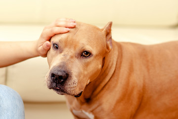 Female hand patting his pet dog