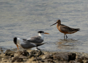 Bar-tailed Godwit in breeding plumage at Busiateen coast of Bahrain. Greater crested tern are also present in the foreground