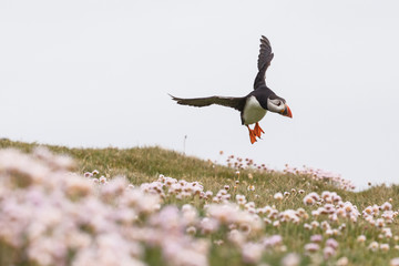 A puffin flies close to a grassy field.