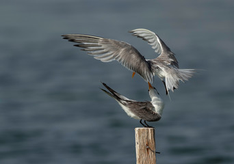 Greater Crested Terns fighting for the perch at Busaiteen coast, Bahrain