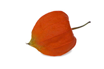 Fototapeta premium a orange fruit-berry of physalis isolated on white background