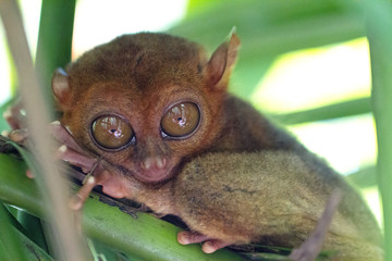 A very cute Philippine tarsier is one of the smallest primates in the world. 