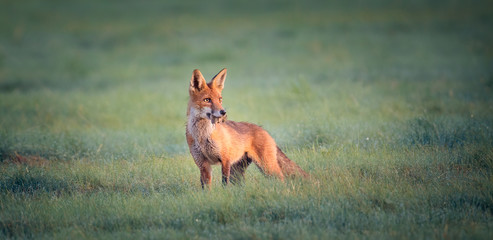 Red fox Vulpes he caught a mouse in the meadow and looked around with the catch