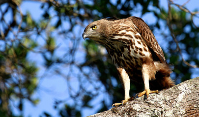 A Hawk eagle scans the ground for prey.