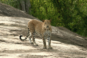 A leopard standing still on a rock.