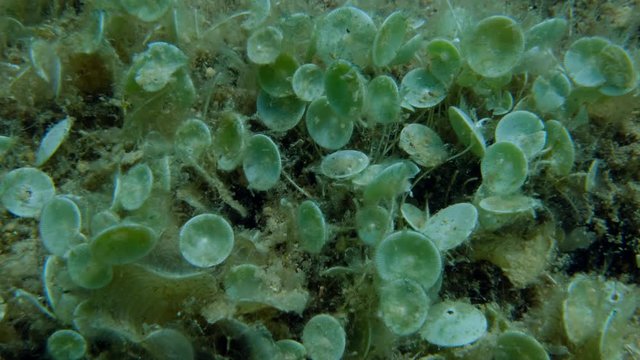 Closep-up on colony of unicellular green algae Mermaid's wine-glass or Mermaid's cup (Acetabularia acetabulum) Adriatic Sea, Montenegro, Europe