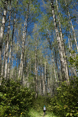 Children mountain biking through aspen forests in Alberta Provincial parks.
