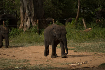 Elephant safari portrait closeup 