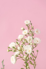Fototapeta na wymiar Sprigs of roses white on pink background, copy space. Minimal style flat lay. For greeting card, invitation. March 8, February 14, birthday, Valentine's, Mother's, Women's day concept.